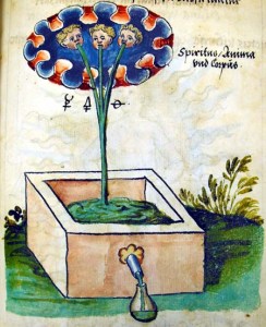 A page from "Rosarium Philosophorum", an anonymous 16-century alchemical treatise
